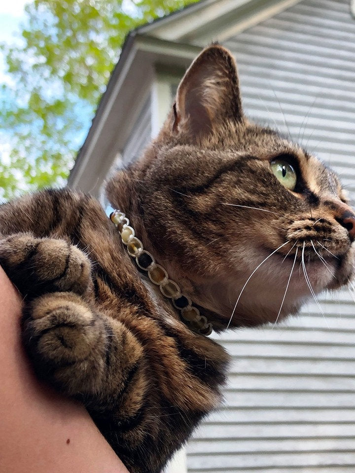 Baltic Amber Pet Collar, Dog Collar, Cat Collar, Flea Collar